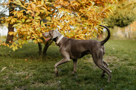 Socialising Your Pet in Burghley Communities: Connecting with Neighbours and Furry Friends  Socialising Your Pet in Burghley