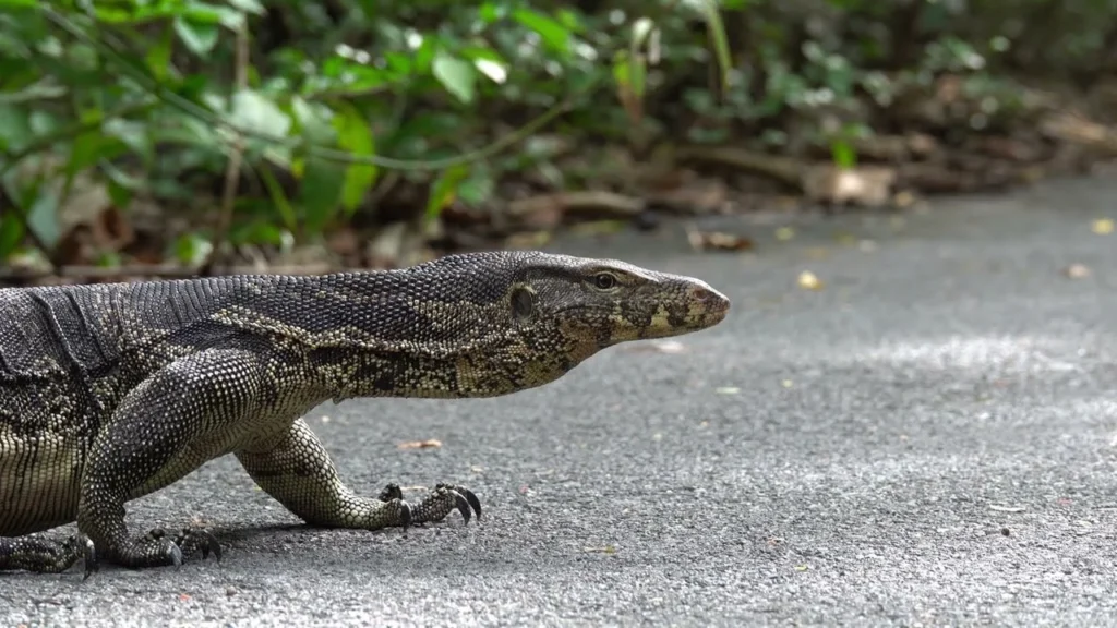 Centipede or Monitor Lizard WoTR