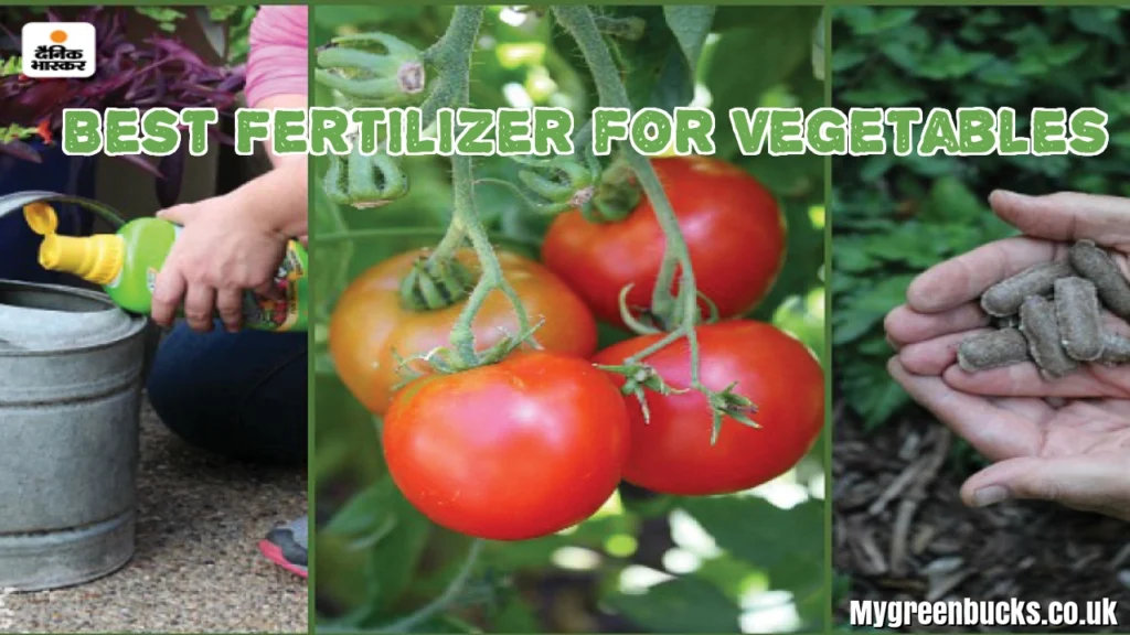 Best Fertilizer for Vegetables in Vietnam