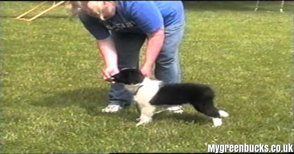 Rebeits (Gold’N Rebeits): Border Collie Kennel, Pedigrees & Global